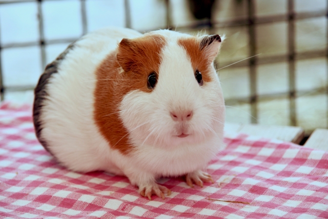 休日はふれあい動物園へ